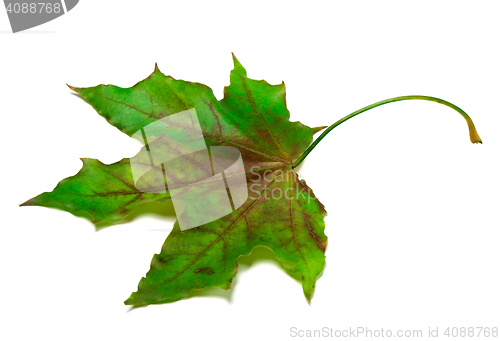 Image of Multicolor maple-leaf