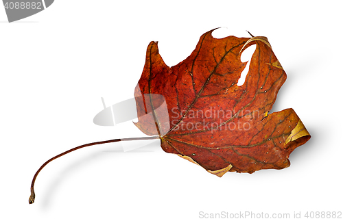 Image of Dry maple leaf with curled edges horizontally