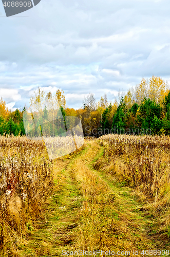 Image of Forest autumn and road