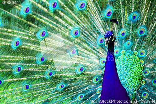 Image of peacock bird background