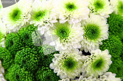 Image of white and green flower background