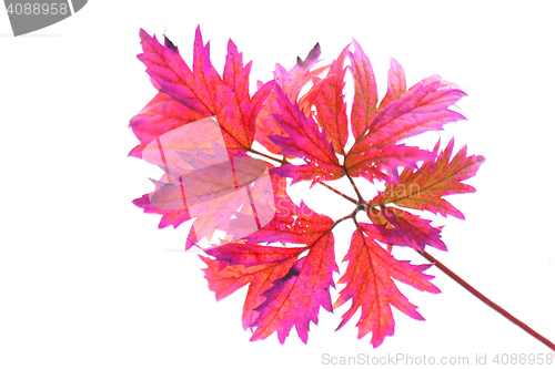 Image of red leaf isolated 