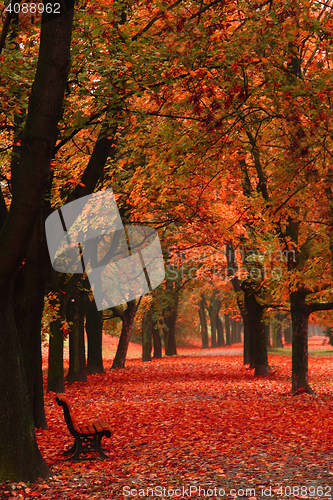 Image of easy way in the autumn park 