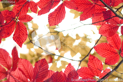 Image of autumn leafy background