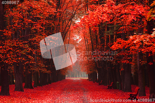 Image of easy way in the autumn park 