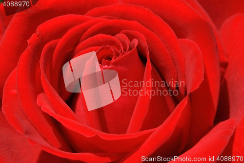 Image of red rose background