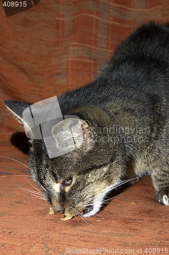 Image of Cat eating