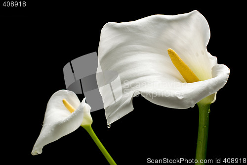Image of Two White Callas