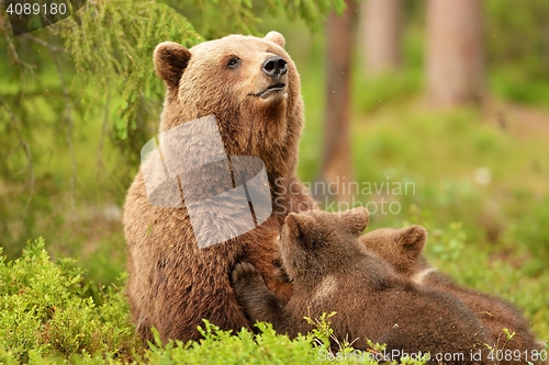 Image of Bear with cubs. Bear feeding cubs. Bear breastfeeding cubs.