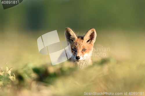 Image of red fox kit in summer. red fox puppy in summer. red fox baby in summer.