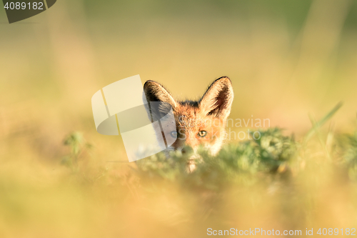 Image of Red fox kit at the sun. Red fox puppy. Little fox. Summer.