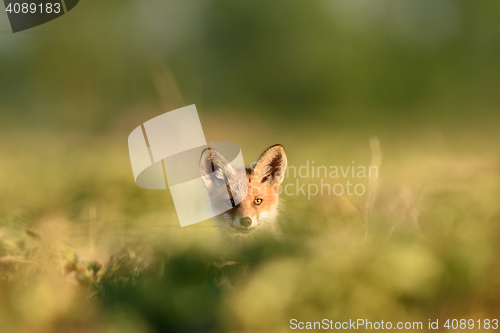 Image of Red fox kit. Red fox puppy. Juvenile red fox. Red fox pup. Little fox.