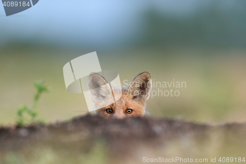 Image of Red fox kit. Red fox puppy. Juvenile red fox. Red fox pup. Little fox.