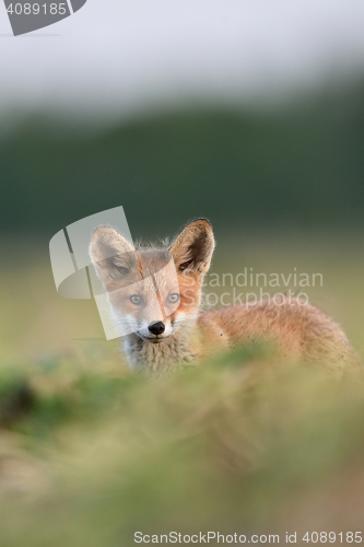 Image of red fox kit portrait. red fox puppy portrait