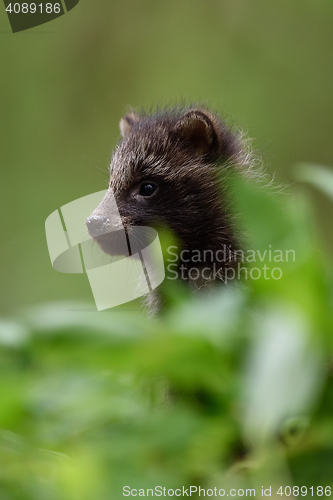 Image of Raccoon dog kit. Raccoon dog puppy. Baby animal. Cute animal.