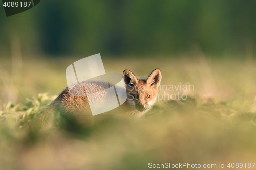 Image of red fox kit. red fox puppy. baby animal. cute animal.