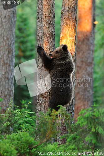 Image of brown bear on tree. bear hugging a tree.