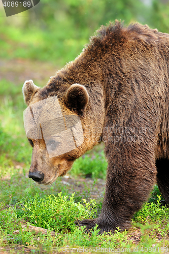 Image of brown bear portrait. big male brown bear. adult male bear