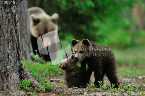 Image of bear cubs playing, mother bear in the background