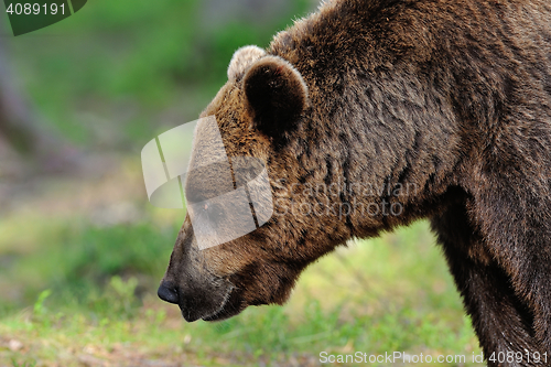 Image of brown bear portrait