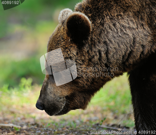 Image of brown bear portrait. bear face.