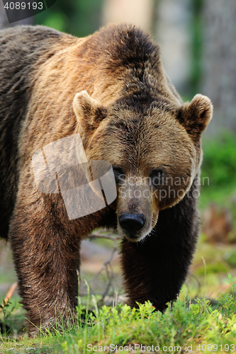 Image of brown bear portrait. male brown bear