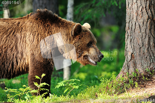 Image of brown bear