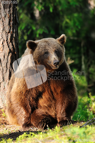 Image of brown bear sitting against a tree