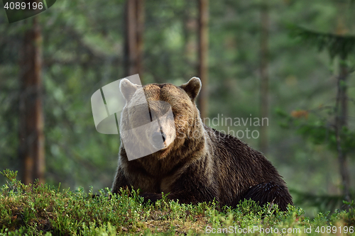 Image of brown bear