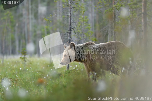 Image of brown bear