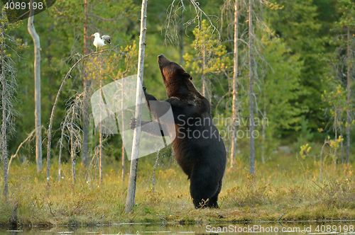 Image of Brown bear standing