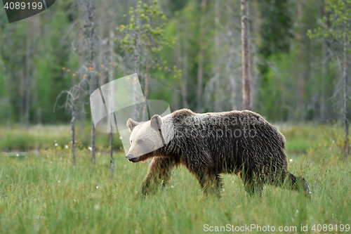 Image of brown bear