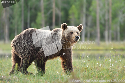 Image of brown bear