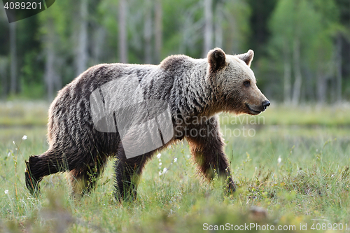 Image of bear walking