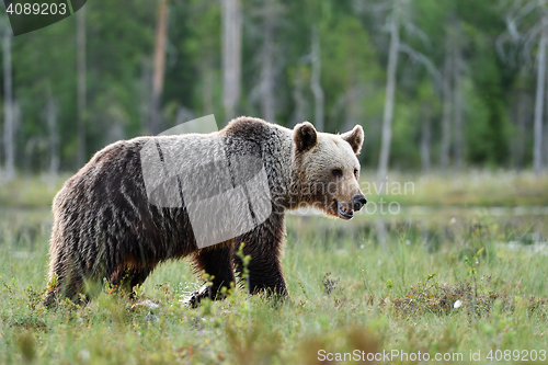 Image of brown bear with forest background