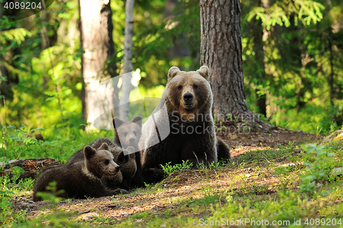 Image of bear with cubs in forest. bear family