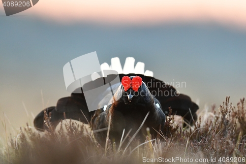 Image of black grouse at sunrise