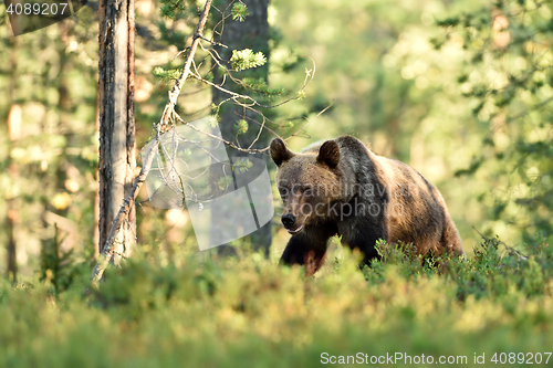 Image of brown bear walking in forest