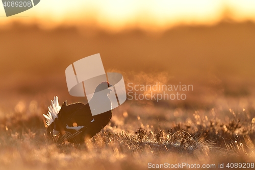 Image of Black grouse calling at sunrise. Bird at sunrise.