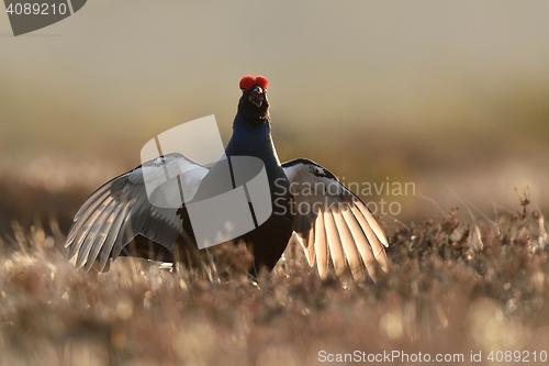 Image of Black grouse game. Black grouse jump. Black grouse wingspan.