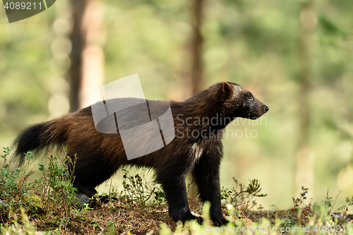 Image of wolverine (gulo gulo) in forest