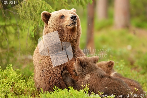 Image of Bear with cubs. Bear feeding cubs. Bear breastfeeding cubs.