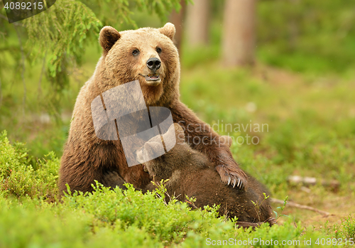 Image of Brown bear breastfeeding cubs