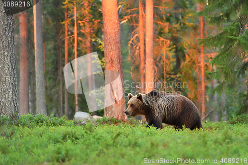 Image of brown bear walking in forest at sunset 