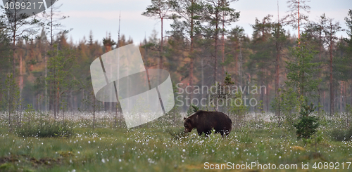 Image of brown bear in wild taiga