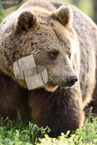 Image of big male brown bear portrait