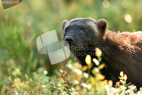 Image of wolverine portrait in forest