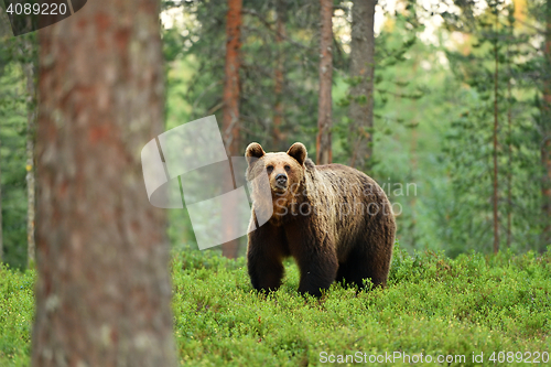 Image of brown bear (ursus arctos) in a forest landscape