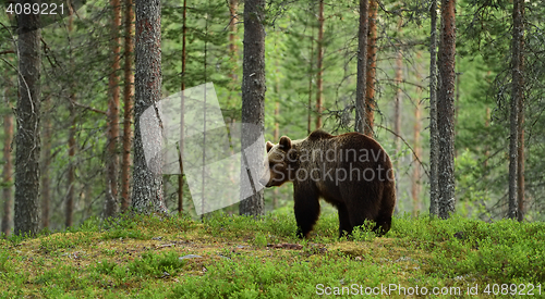 Image of brown bear in a forest landscape