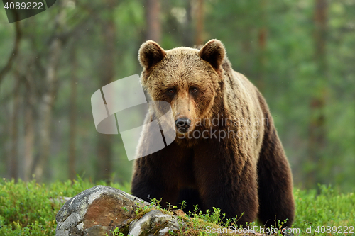 Image of brown bear